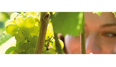 Schlüsselanhänger f&uuml;r Weinzubeh&ouml;r-Werbung